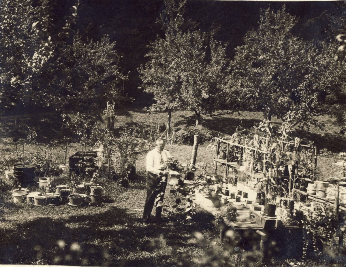1929 "Vaters Versuche mit Wasserkulturen"