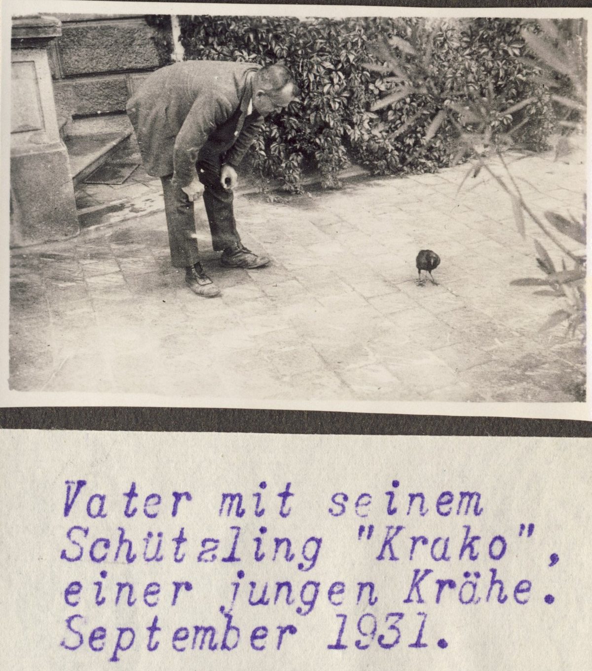 1931 Krako