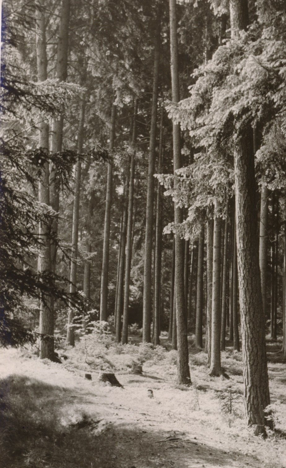 1953-fotoserie-über-die-firma-12