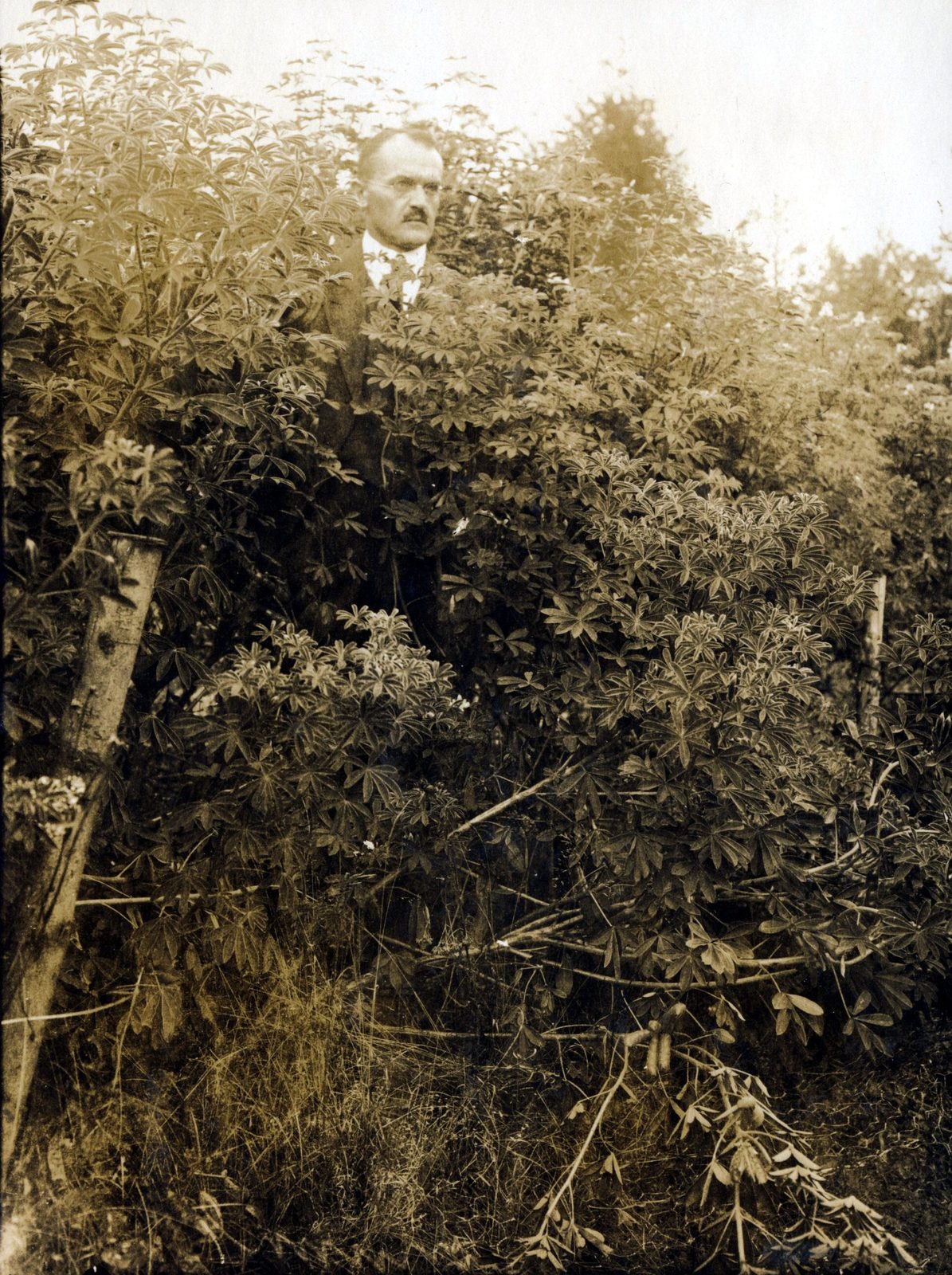 ca 1923 Oskar in einem Versuchsfeld, vermutlich Hanf